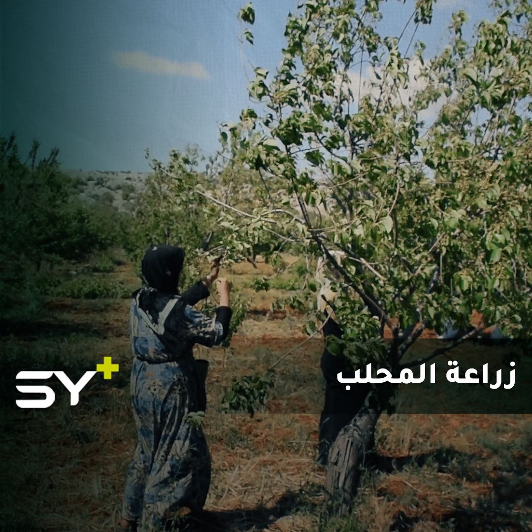 يعاني القطاع الزراعي في إدلب من عدة مصاعب.. فكيف انعكس الحال على زراعة المحلب؟