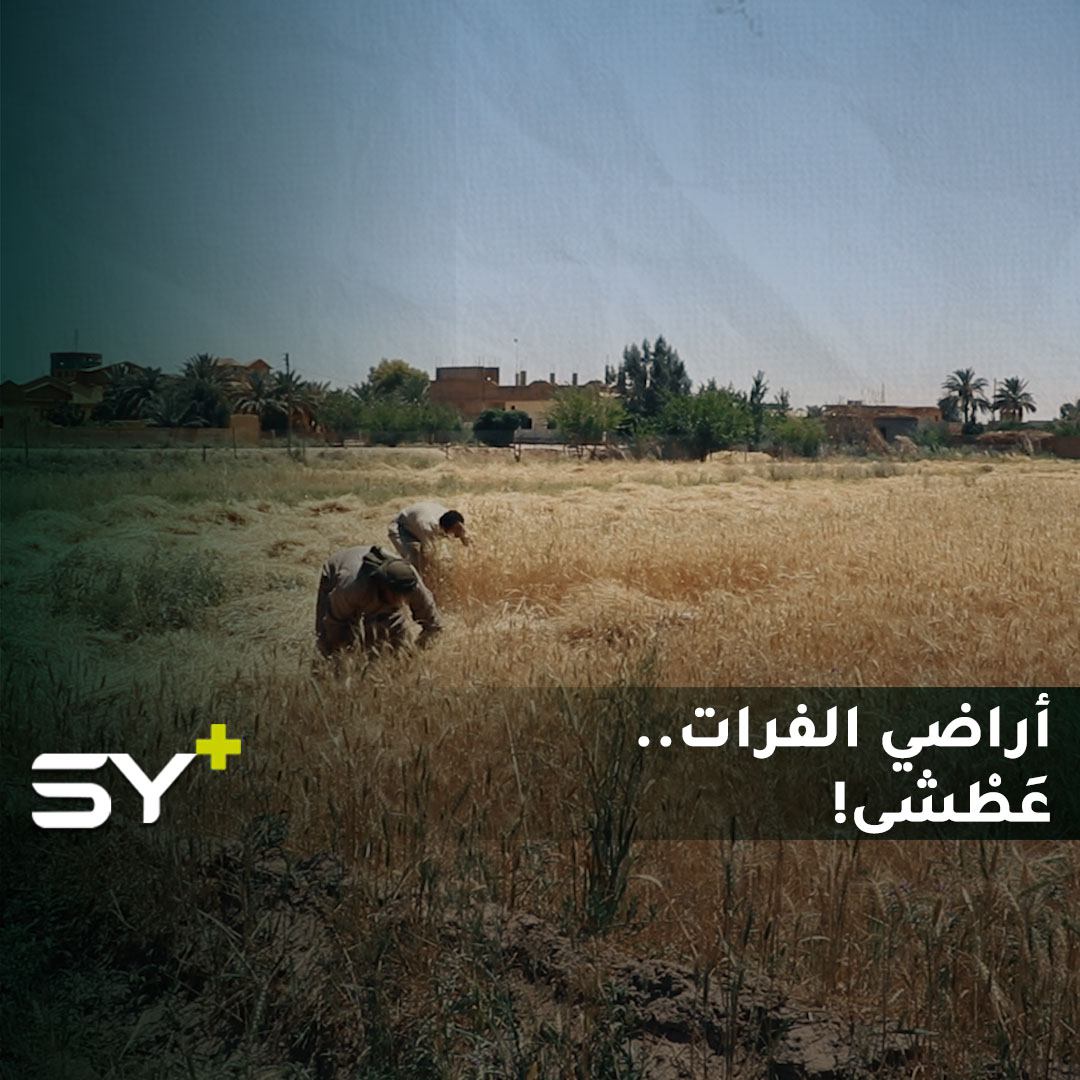 خسائر فادحة تلحق بالمزارعين.. لماذا تعطش أراضي دير الزور المتربعة على ضفاف نهر الفرات؟