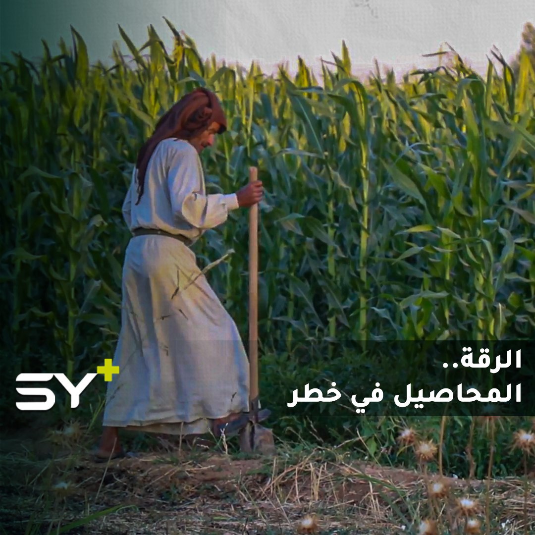 تراجع كبير بالإنتاج الزراعي في محافظة الرقة بعد أن كانت الأولى في إنتاج الذرة الصفراء!