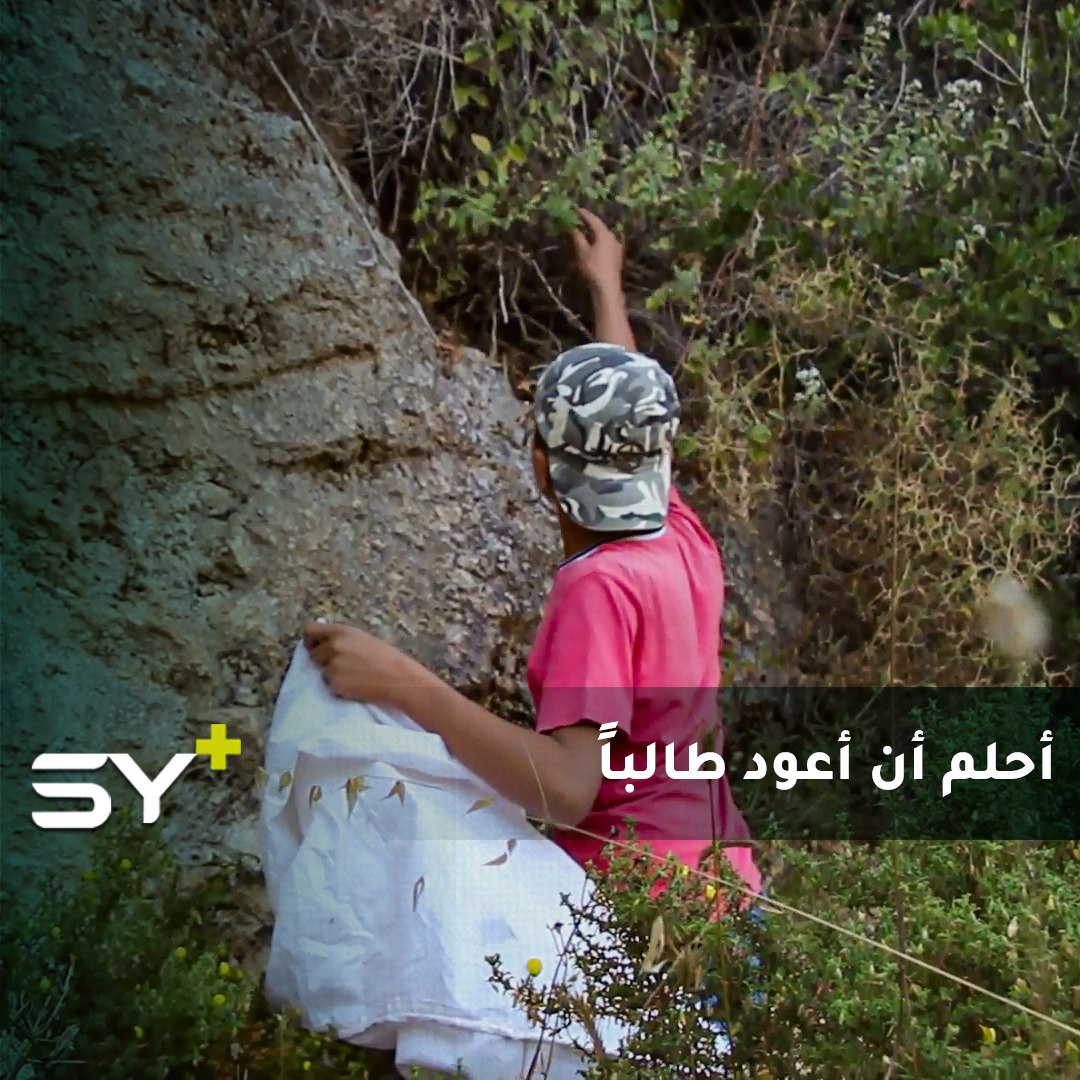 يقضي نهاره في الجبل ليجمع الأعشاب ويبيعها.. محمد طفل سوري أقصى أحلامه أن يعود لمدرسته