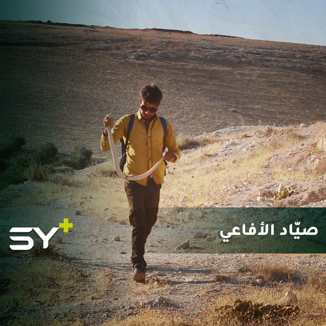 شاب مهتم بالحياة البرية يصطاد الأفاعي ليجري عليها الدراسات في ريف حلب