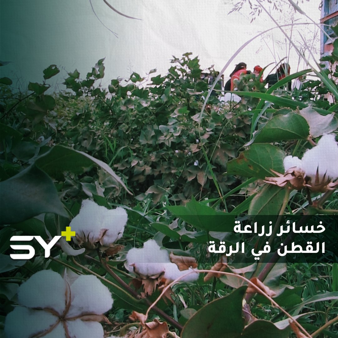 خسائر كبيرة لحقت بمزارعي القطن في محافظة الرقة.. فما هي الأسباب؟