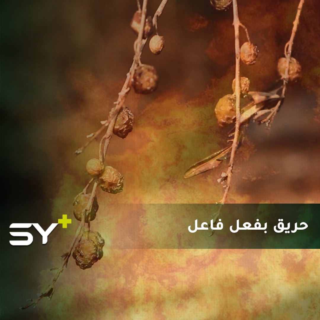 عاد أبو حيدر إلى بلدته بريف اللاذقية ليجني محصول الزيتون لكن قذيفة أطلقها النظام أحرقت أرضه