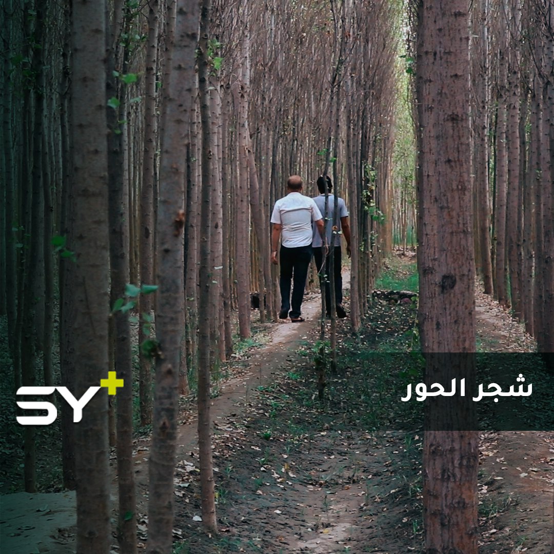 تشتهر منطقة جرابلس بزراعة الحور فما هي استخداماته وما المصاعب التي تواجه مزارعيه؟