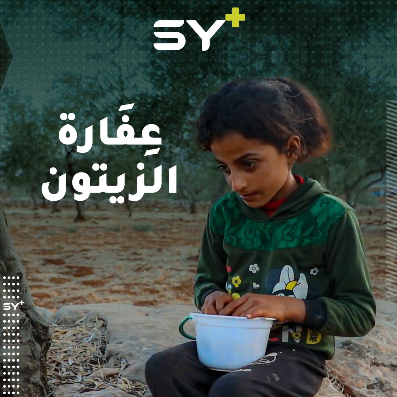 بنات صغار ينطلقن لجمع حبات الزيتون المتبقية في الأشجار بعد أن حُرمن من التعليم