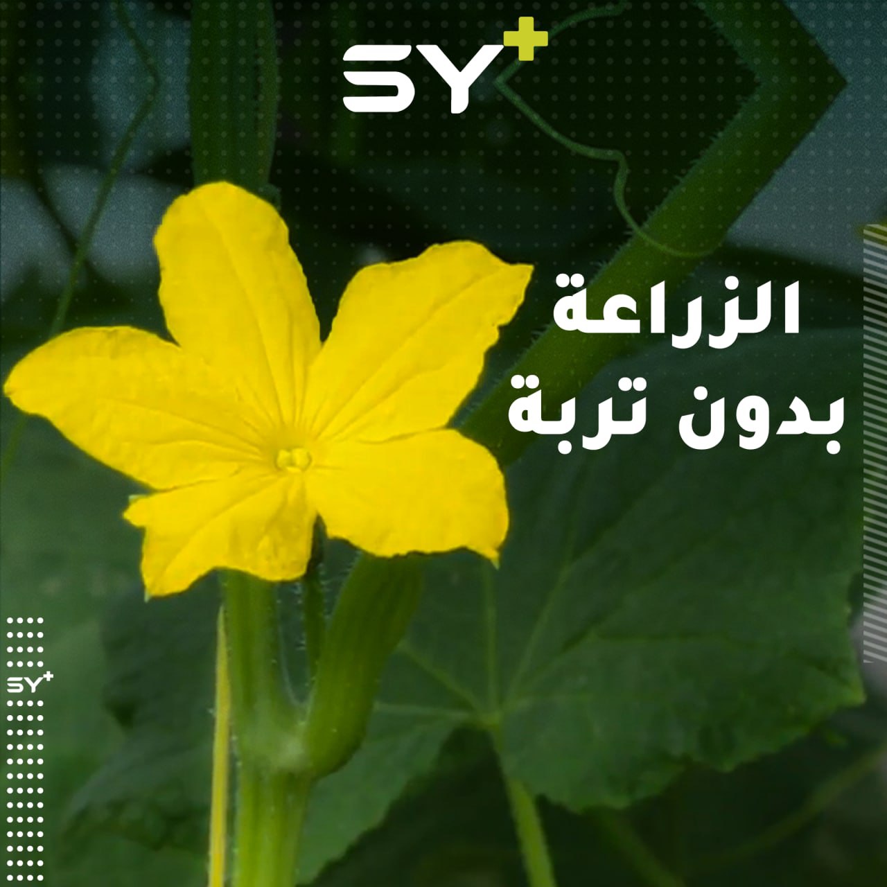 هل سمعت من قبل بالزارعة المائية.. تعرّفوا معنا على هذه الطريقة العصرية من الزراعة