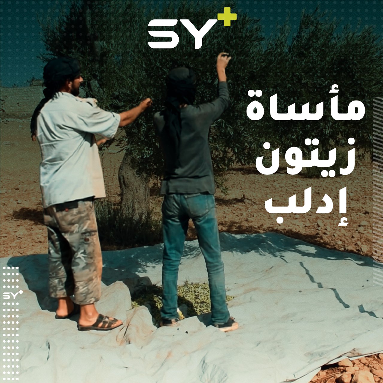 في الوقت الذي كانت تتصدر فيه محافظة إدلب إنتاج الزيتون يواجه مزارعوها صعوبات كبيرة أدت إلى تراجع المحصول