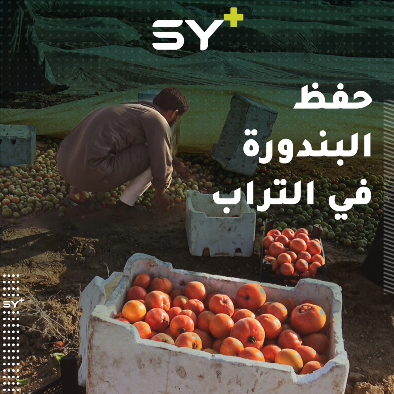 طريقة بدائية لحفظ البندورة يعتمد عليها حميد أحد مزارعي الرقة لكسب لقمة عيشته