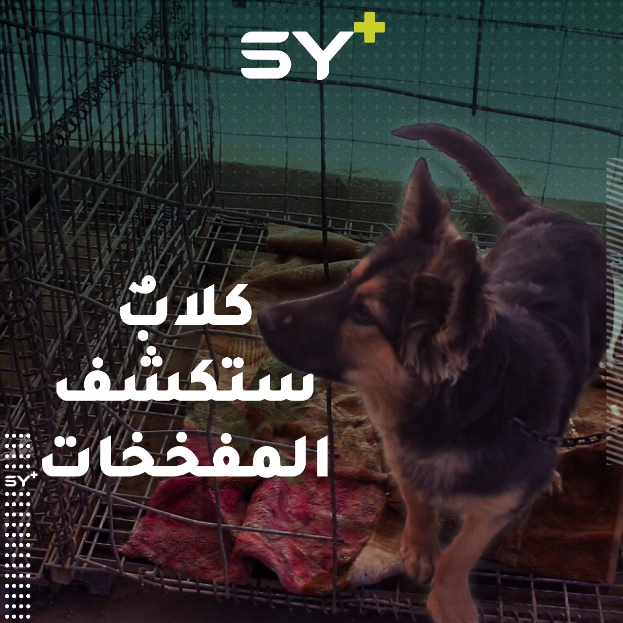 ربيع كنعان مهجر يدرِّب أنواعاً من الكلاب على كشف المتفجرات والمفخخات