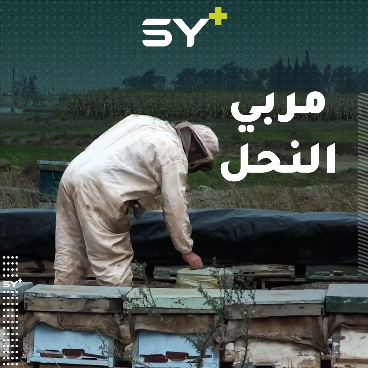 تربية النحل كانت هواية له وأصبحت مصدر رزقه.. تابعوا قصة المهندس الزراعي علي الأحمد الذي استثمر في شغفه لينجح في مشروعه