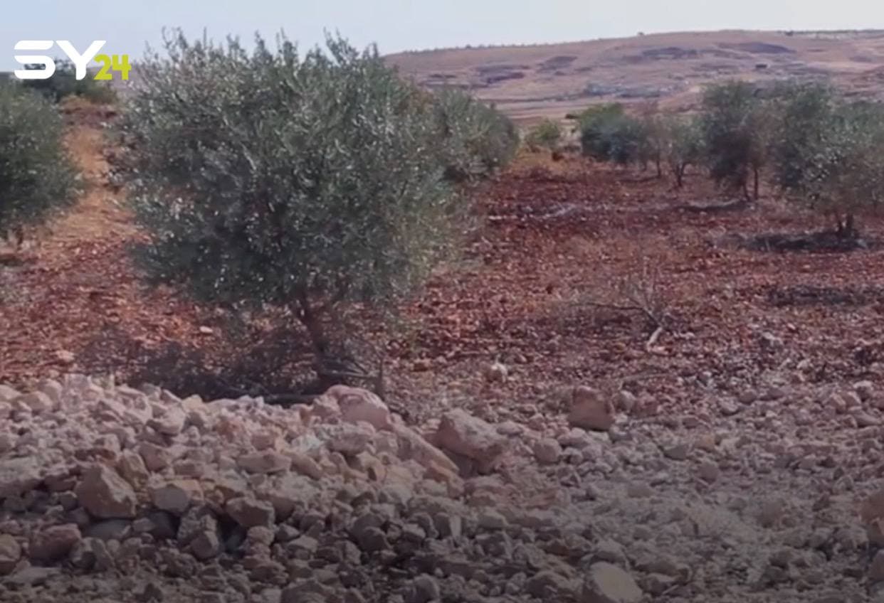 إيران تسعى للاستيلاء على الزيتون وزيته في سوريا!