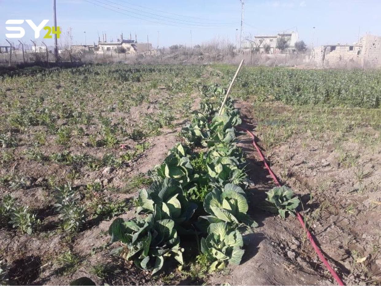 الغلاء يُجبر الأهالي على زراعة الحدائق في دير الزور!