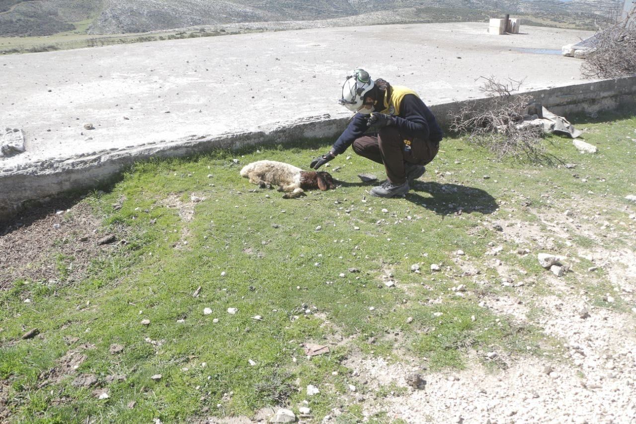 الصورة تتكلم.. وللحيوانات نصيب من آلة القتل الأسدية الروسية!