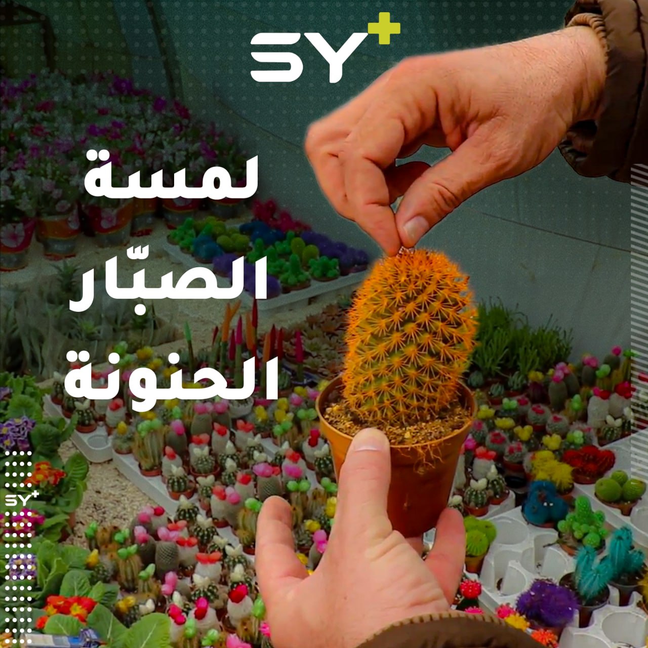 عشرات الأنواع من الصبّار تجتمع في منزل عهد الحسين.. تعرفوا إلى سر عشقه لهوايته