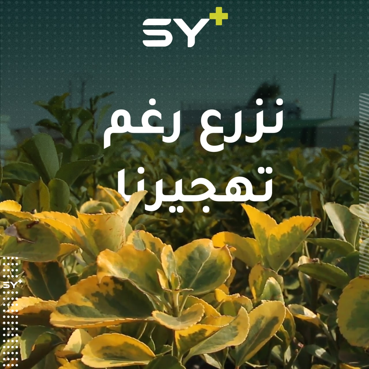 مزارع مهجر يزرع أصنافاً من الخضار والفواكه في مكان واحد.. تابعوا تفاصيل العمل في مشتل فؤاد السعيد