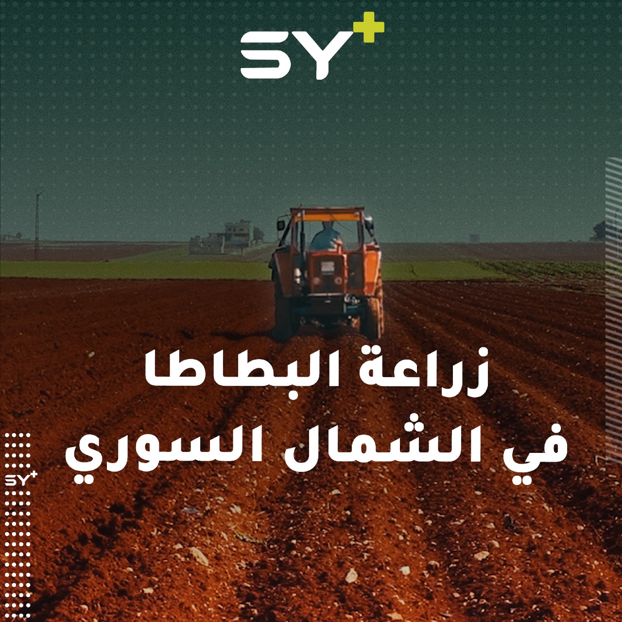 واقع صعب يعيشه مزارعو البطاطا جعل بعضهم يحجم عن زراعتها ويعمل في حراثة الأرض بالأجرة