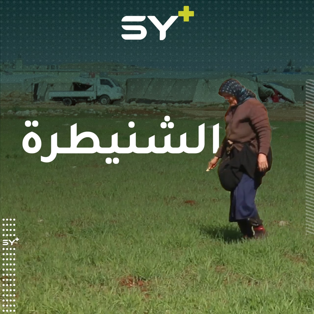 الشنيطرة.. نبتة صالحة للأكل ومصدر رزق لنساءٍ في ريف إدلب الشمالي