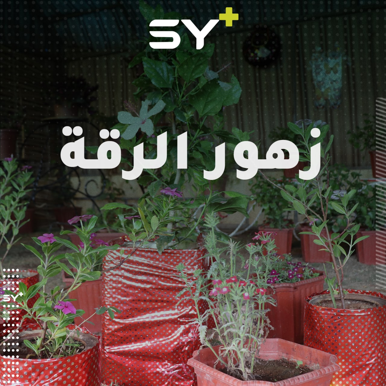 معرض للزهور في الرقة لإعادة الحياة والجمال إلى المدينة