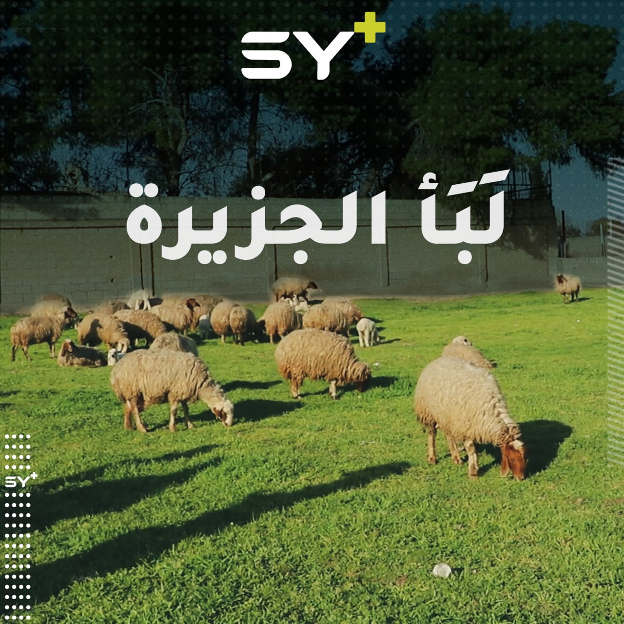 من أشهر المأكولات الريفية الموسمية، تعرف على اللبأ من منتجات المواشي في شمالي شرقي سوريا