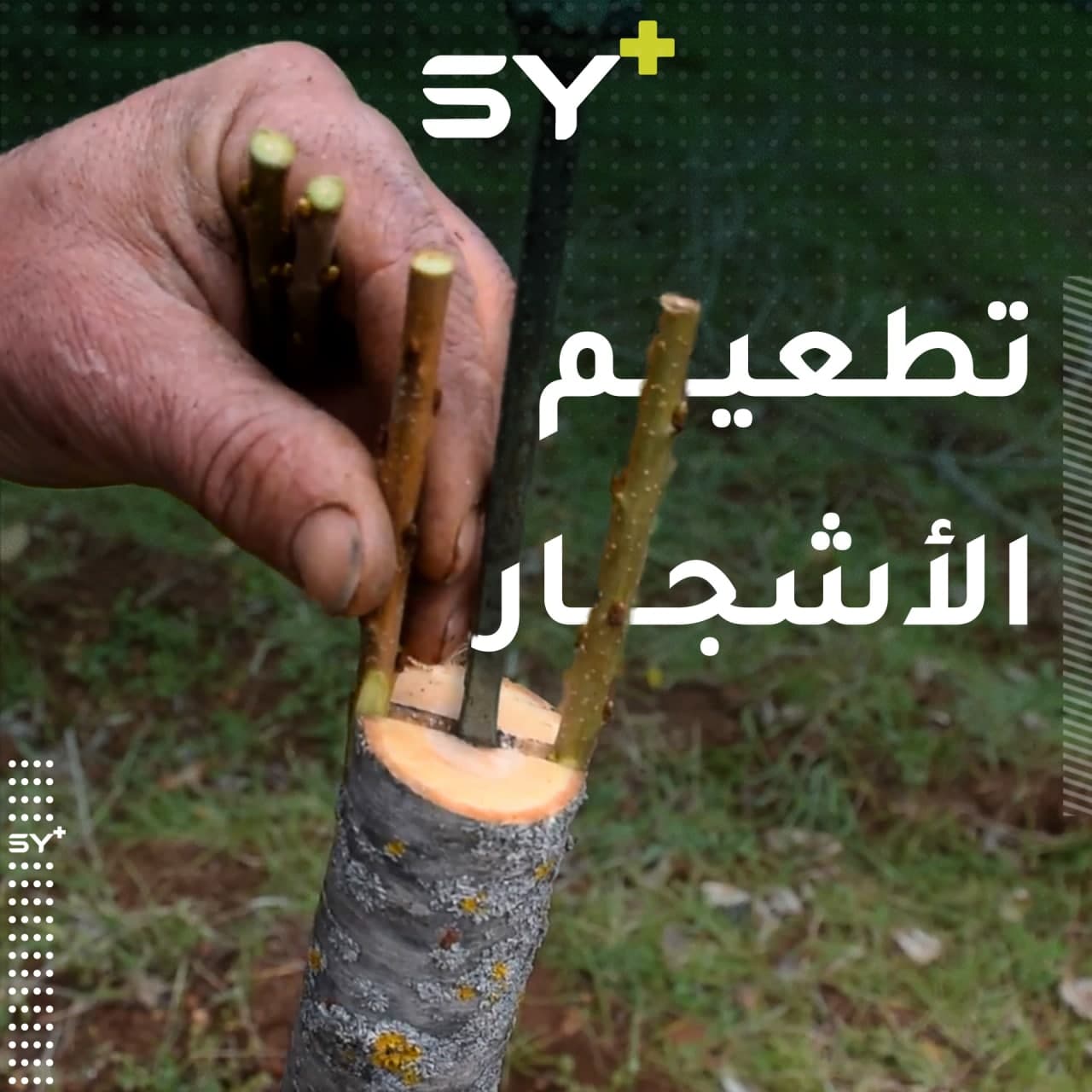 لتحسين أنواع الأشجار المثمرة يلجأ المزارعون لتطعيم تلك الأشجار بأنواع أفضل