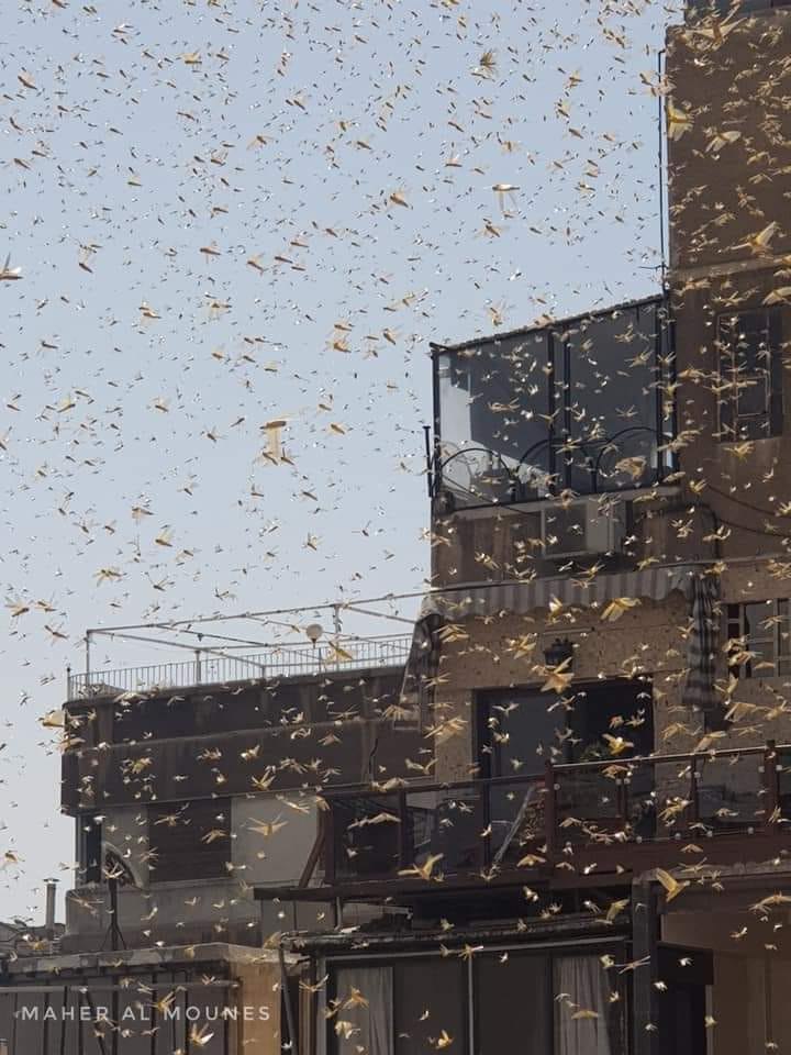 الجراد الصحراوي يغزو عدة مناطق بدمشق