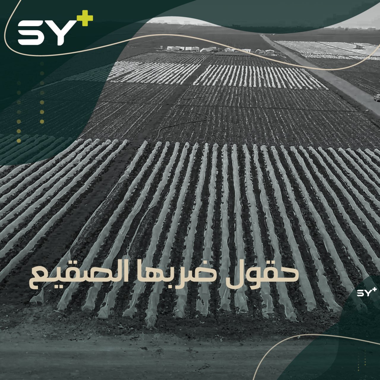 حقول ومزارع ريف حلب الغربي تتعرض لخسائر فادحة بعد موجة الصقيع التي شهدتها المنطقة مؤخراً