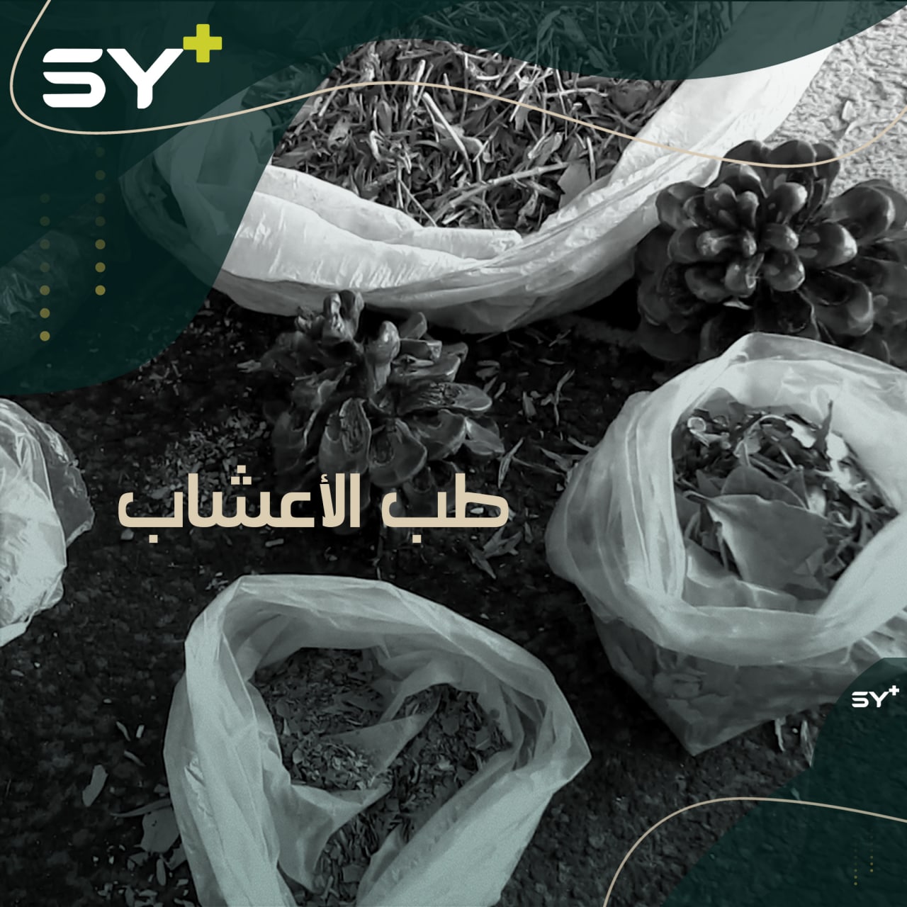 سكان أحد المخيمات في الرقة يتعالجون بالأعشاب بسبب افتقارهم إلى نقطة طبية