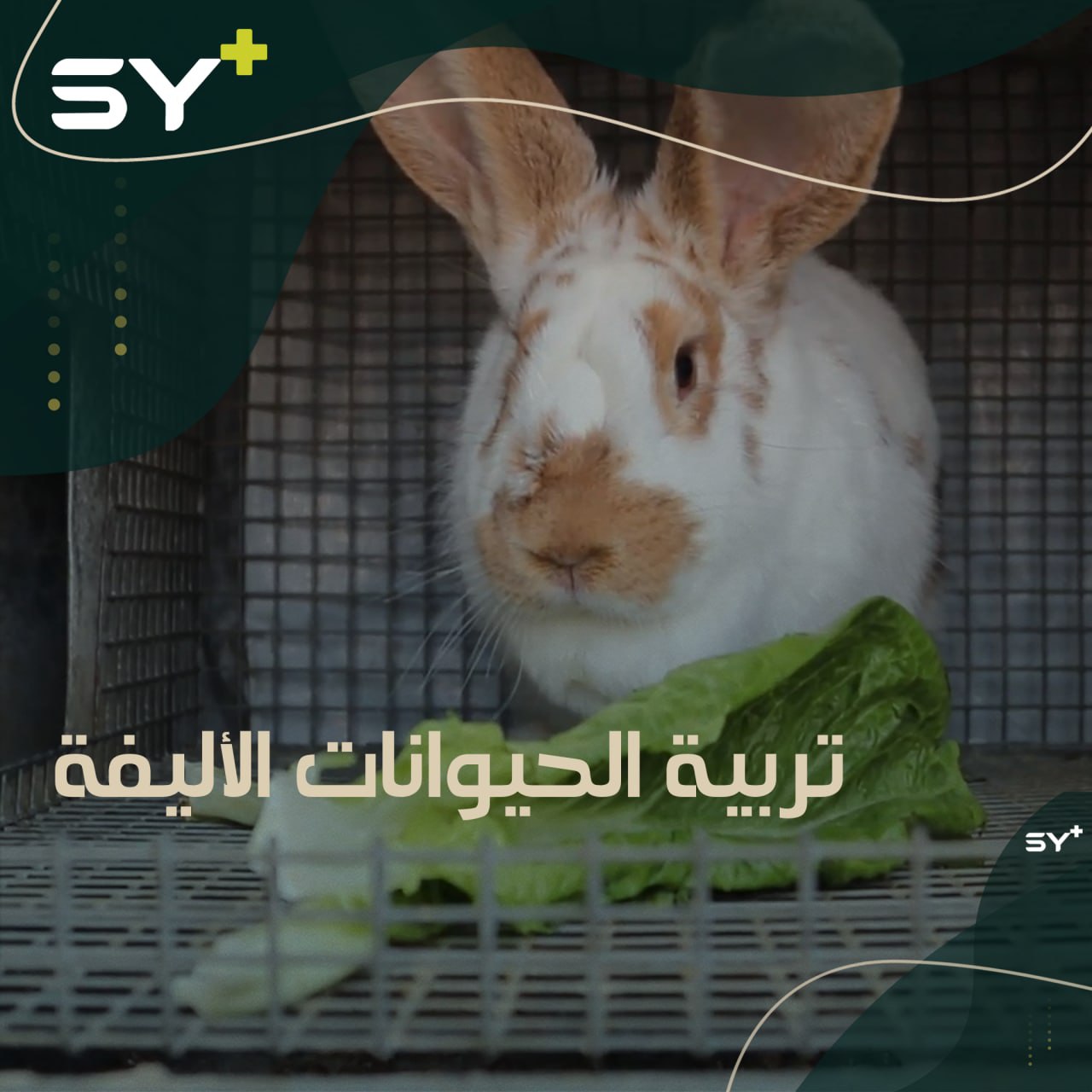 بين الهواية وباب الرزق، مهجر من ريف حماة يربي الحيوانات الأليفة