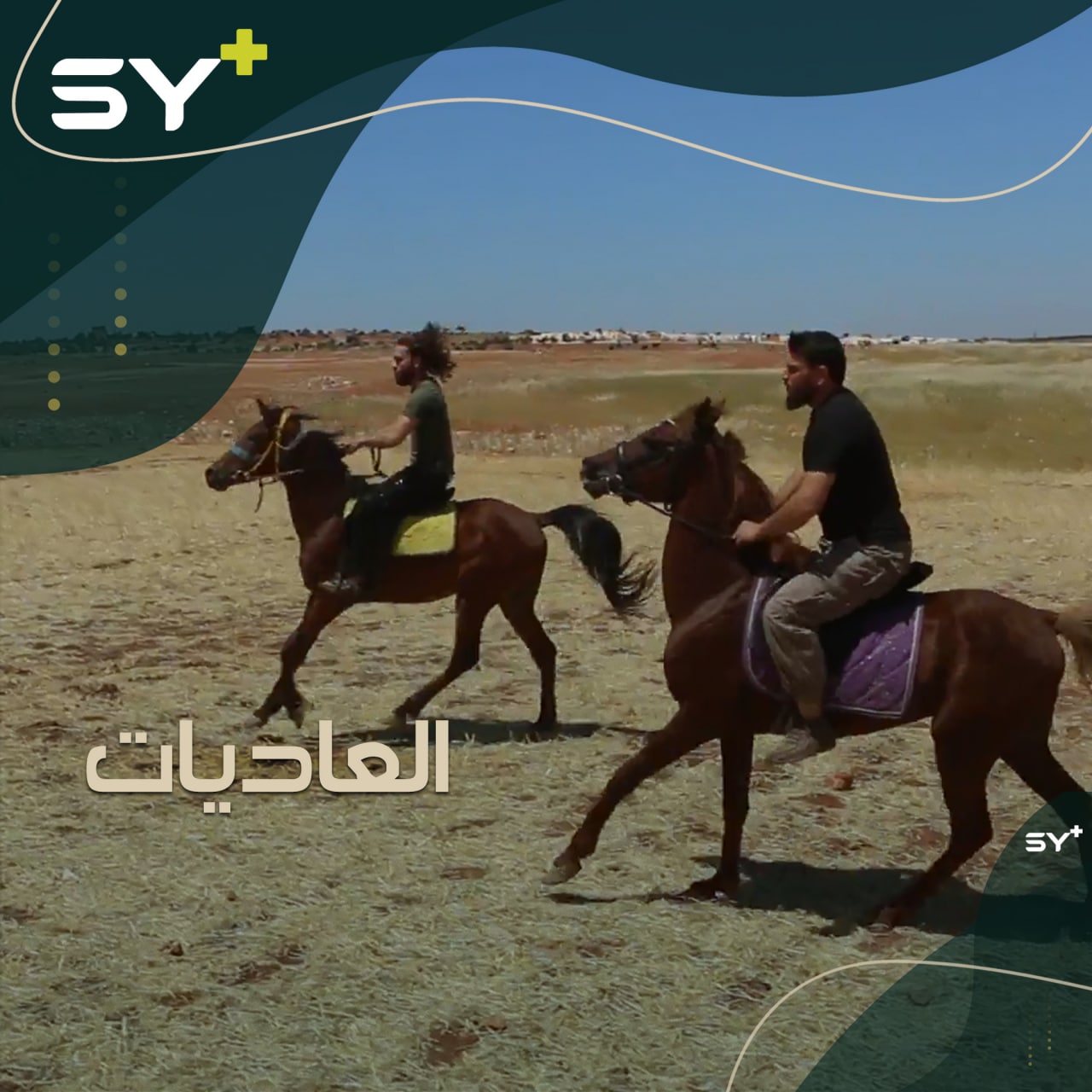 حسين رحمون يعتني بمجموعة خيول عربية أصلية في إدلب رغم التحديات الكبيرة