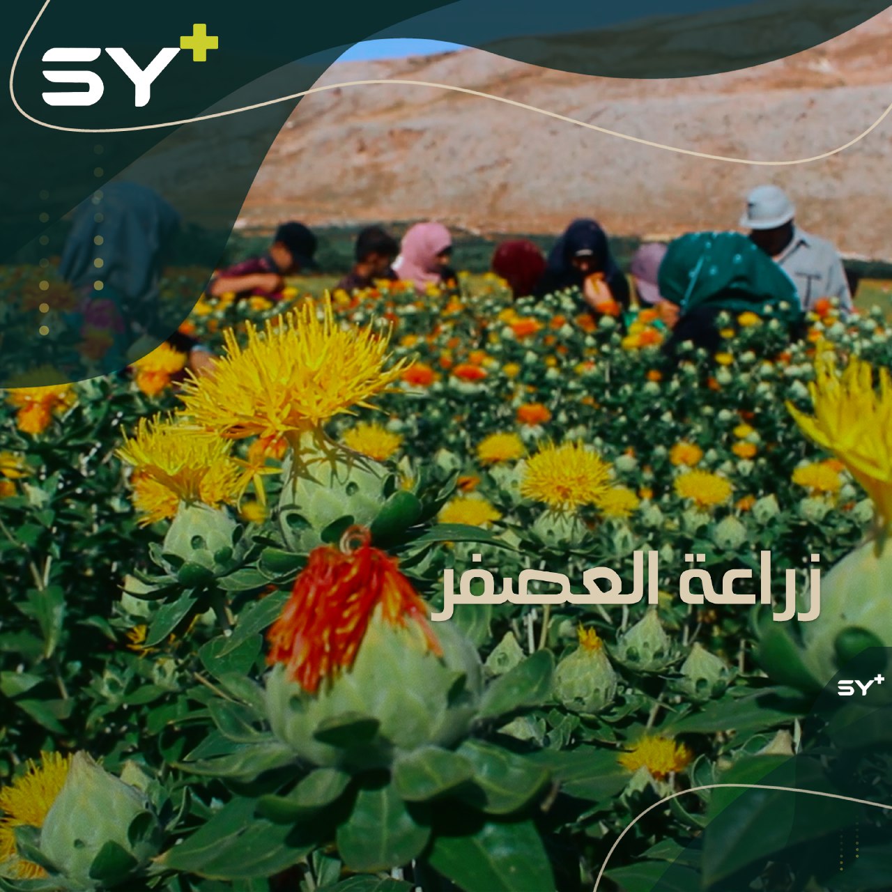 نبتة جديدة يزرعها المزارعون المهجّرون.. العصفر موسم إدلب الجديد