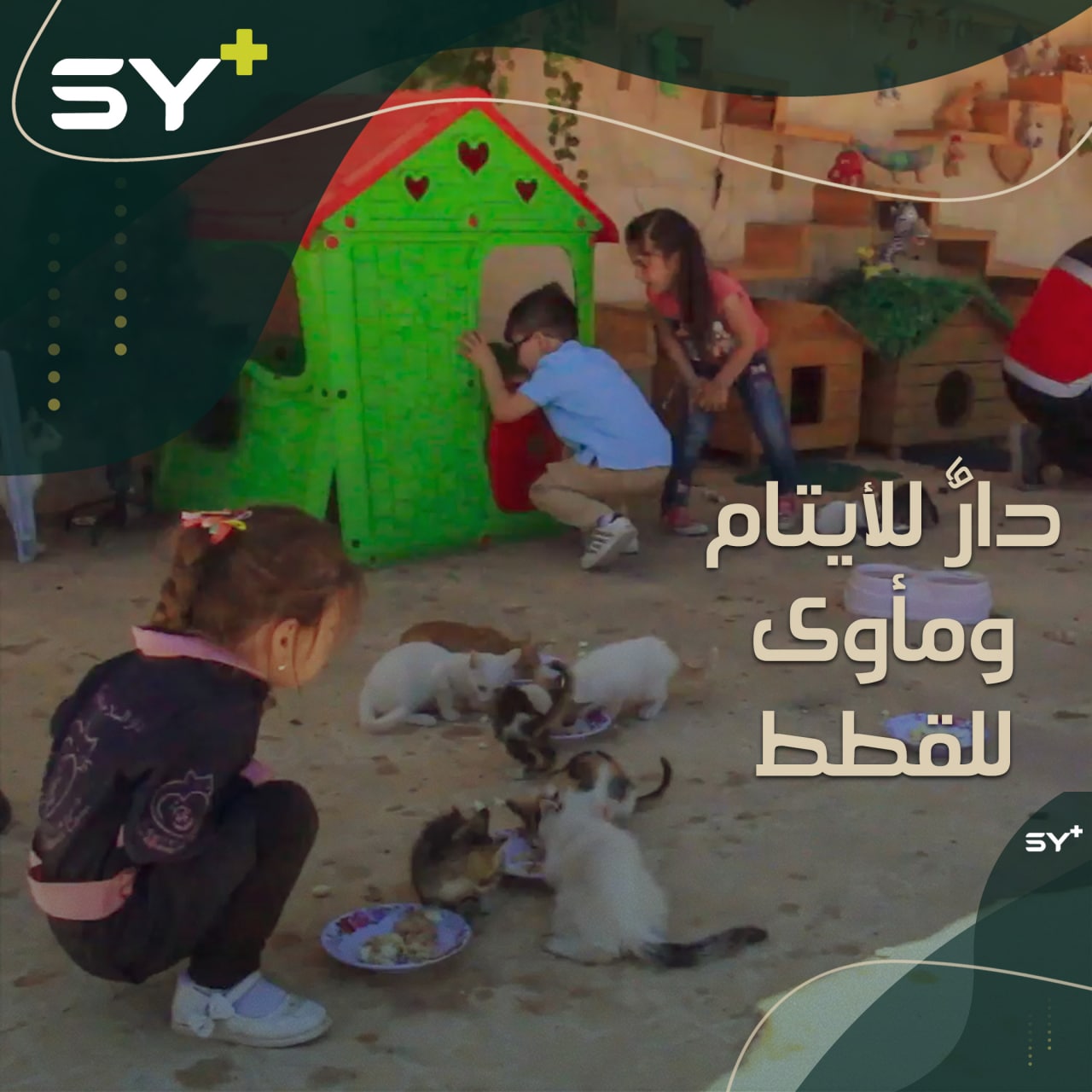 محمد الجليل يرعى الأيتام ويحب القطط.. يجمعهم في دار واحدة منذ سنوات