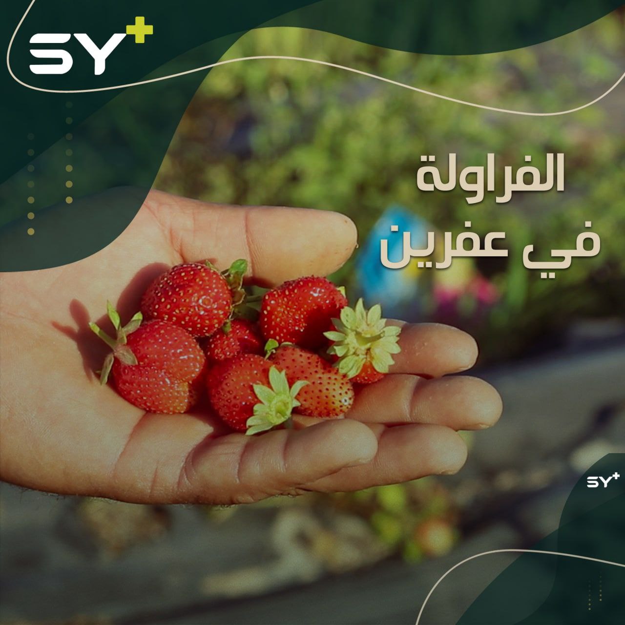 مساحات من الأراضي تُزرع بالفراولة كتجربة جديدة من نوعها في عفرين