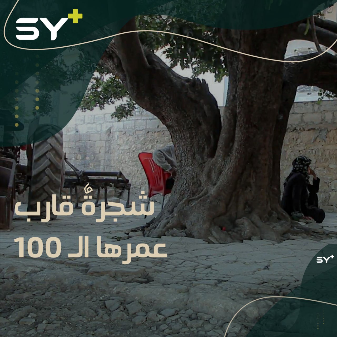 فوائد طبية وذكريات جميلة تجتمع في شجرة “الخروب” التي قارب عمرها الـ100 بقرية كفر صفرة