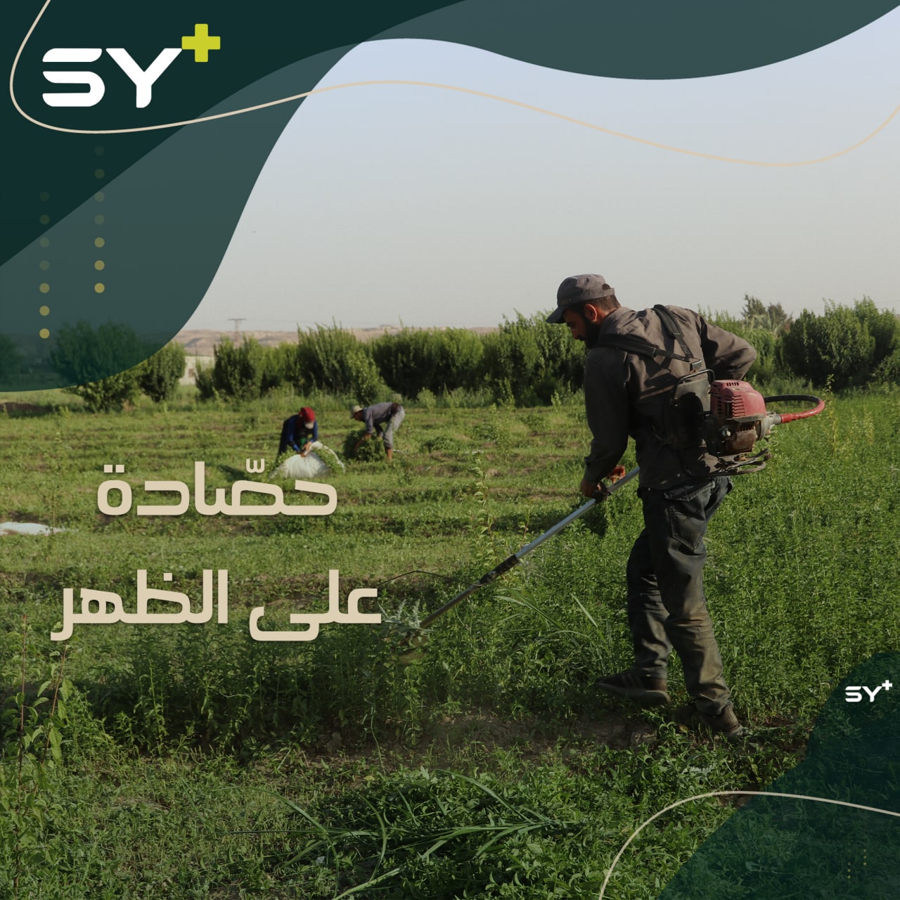 الحاجة أم الاختراع.. مزارع من دير الزور يصمم حصادة تُحمل على الظهر وتُغني عن المنجل