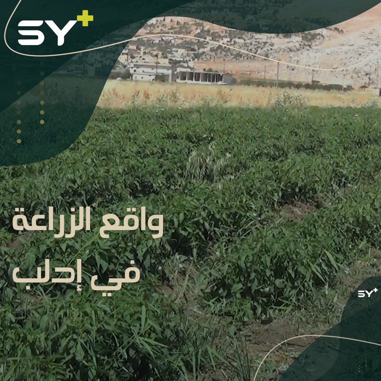 بين تكاليف الزراعة وانخفاض سعر البيع.. خسائر كبيرة تلحق بالمزارعين في إدلب