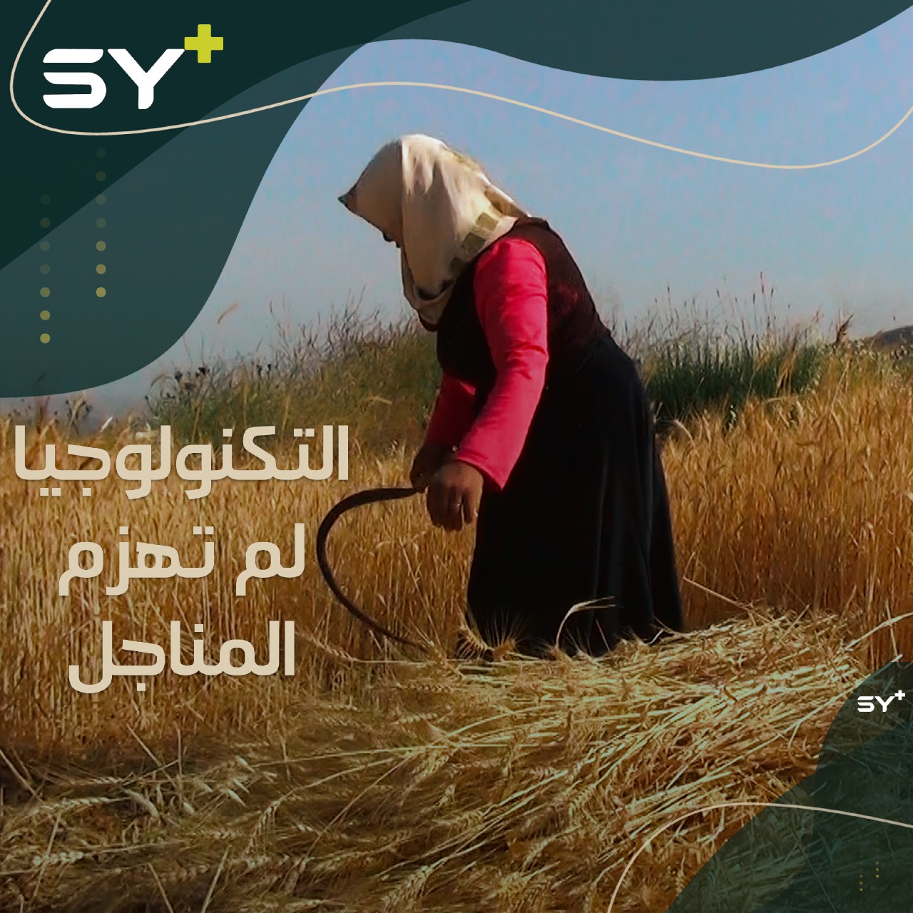 مزارعون في ريف إدلب يعتمدون على المناجل اليدوية في حصاد مواسمهم