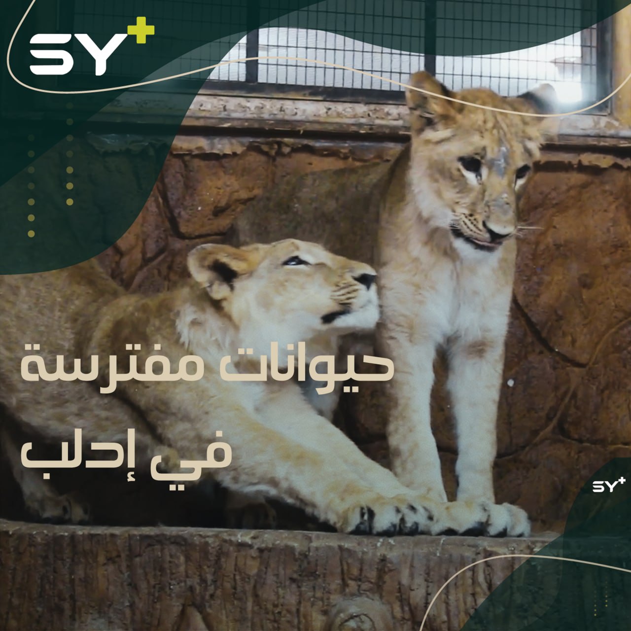 أول حديقة للحيوانات تفتح أبوابها في مدينة الدانا شمالي إدلب