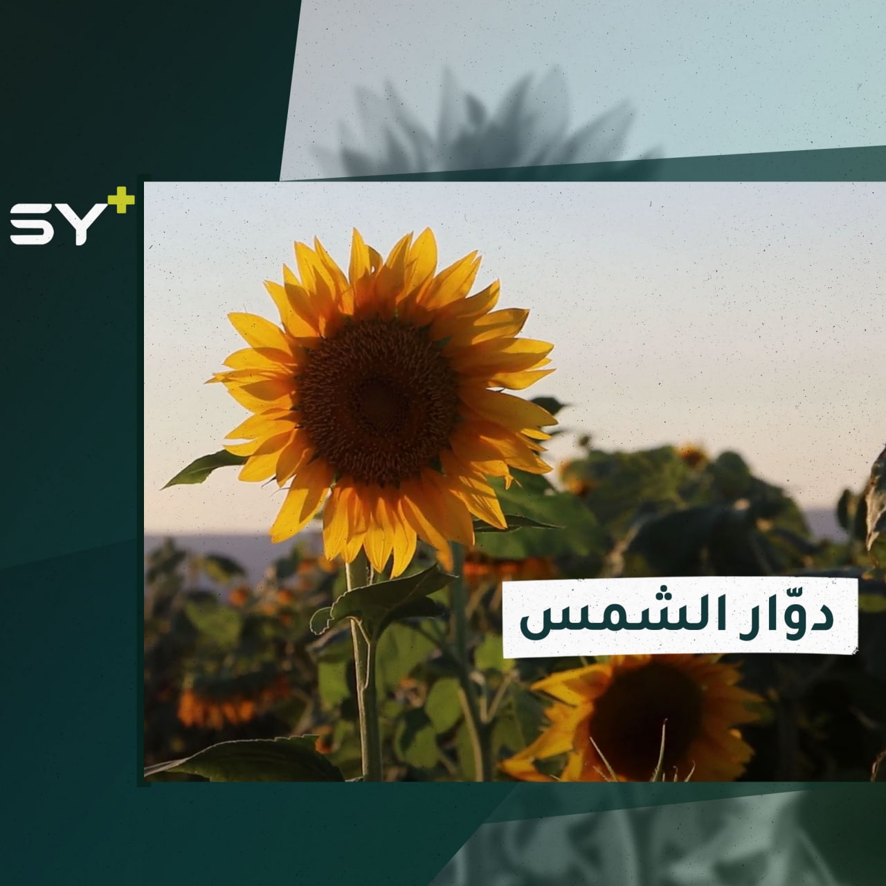 بذور وزيت بفوائد غذائية وطبية تستخرج من زهرة دوّار الشمس.. تابعوا طريقة زراعتها ولماذا سُميت بهذا الاسم؟