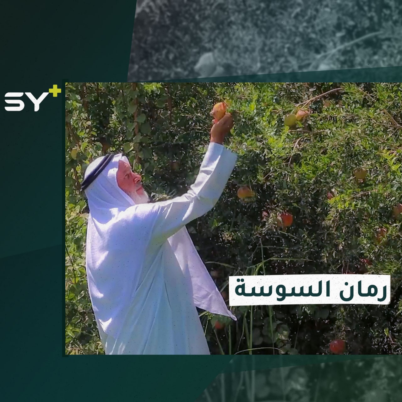 محاولات أهلية للنهوض بزراعة الرمان في بلدة السوسة بدير الزور