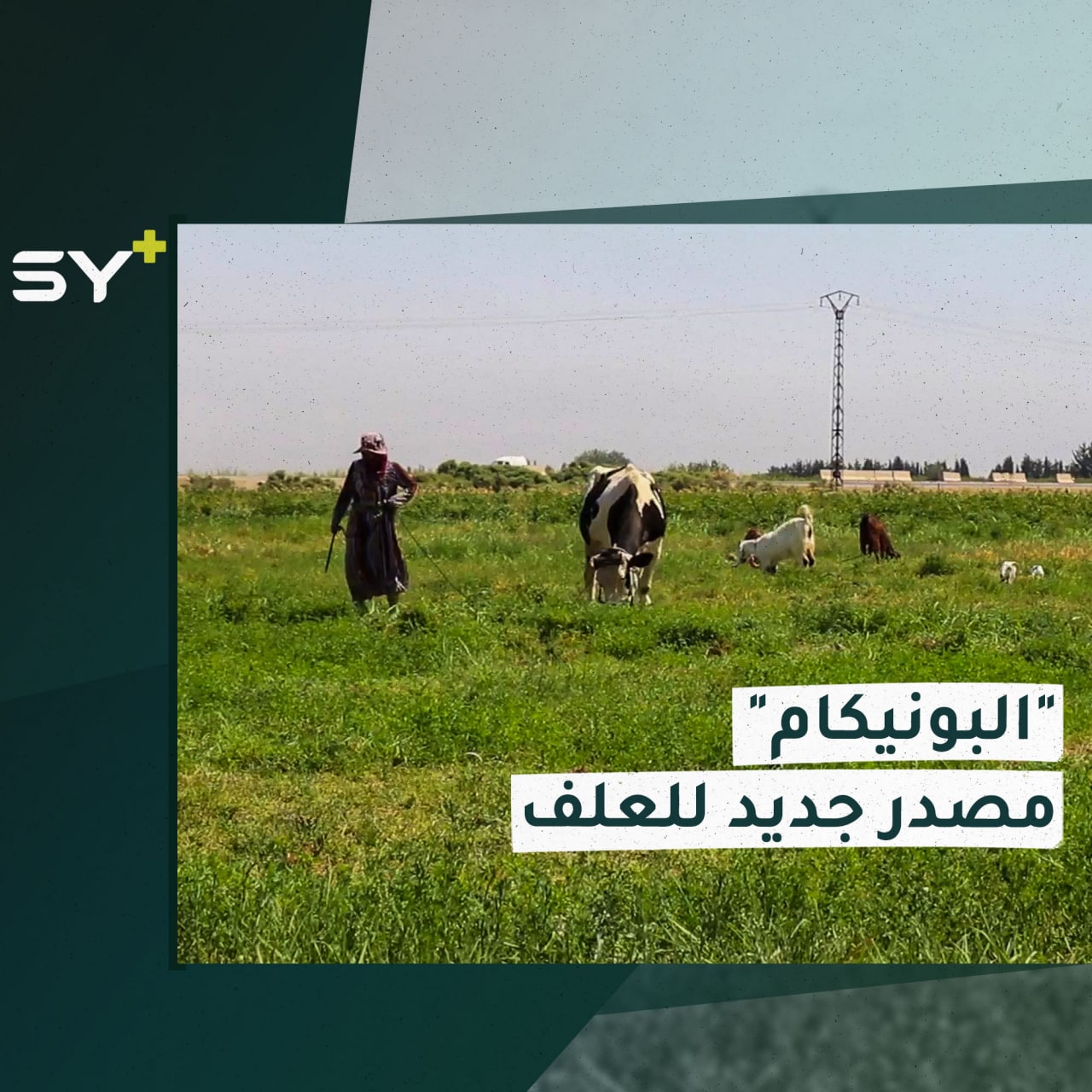 نبات معمر وعلف للحيوان يدخل أراضي الرقة.. تعرف على “البونيكام”