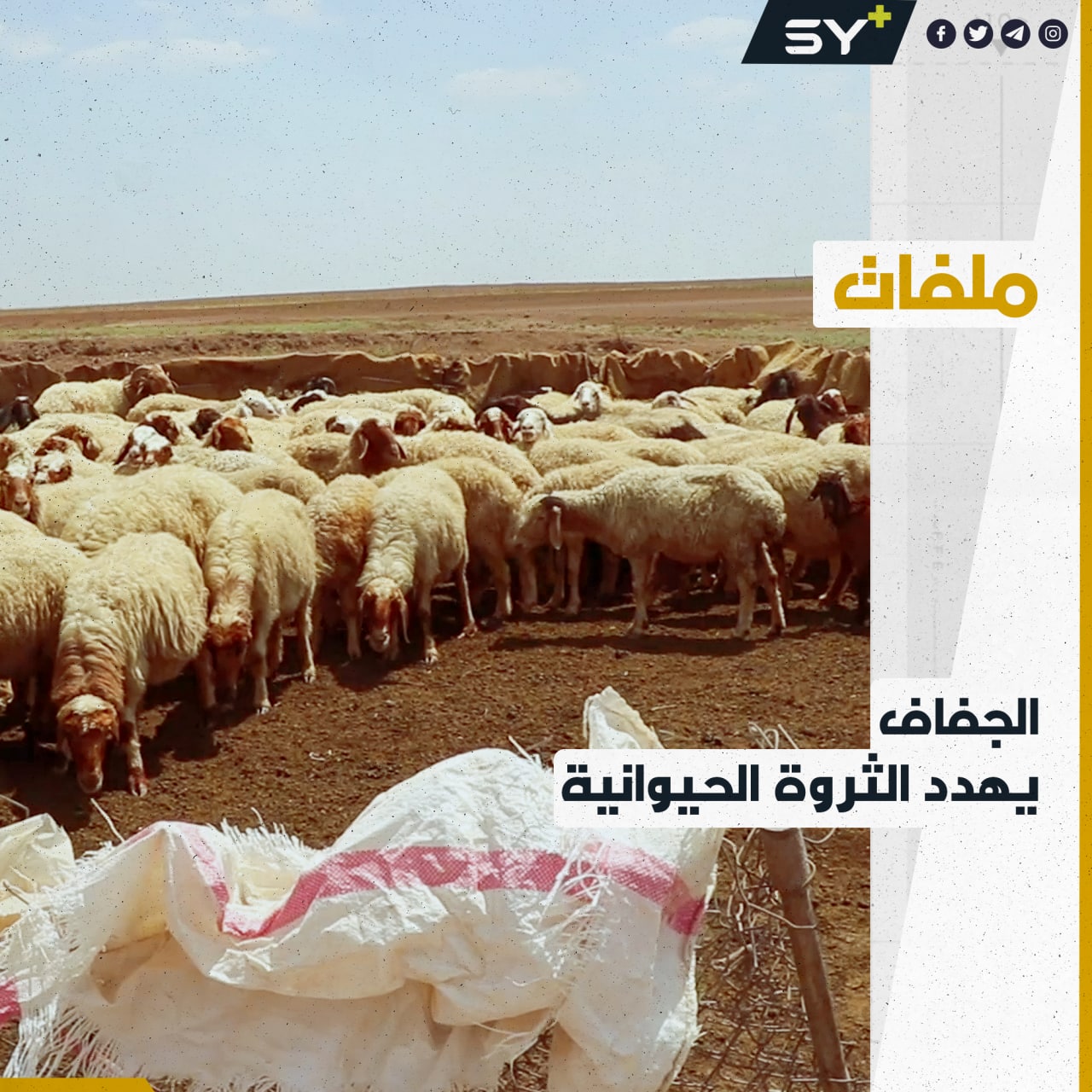 الرقة.. الثروة الحيوانية في خطر بسبب قلة المياه وغلاء أسعار الأعلاف