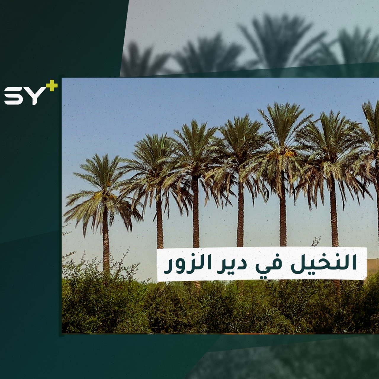 طارق المشعان يزرع أرضه بالنخيل بعد أن اكتسب خبرة من أصدقائه العراقيين