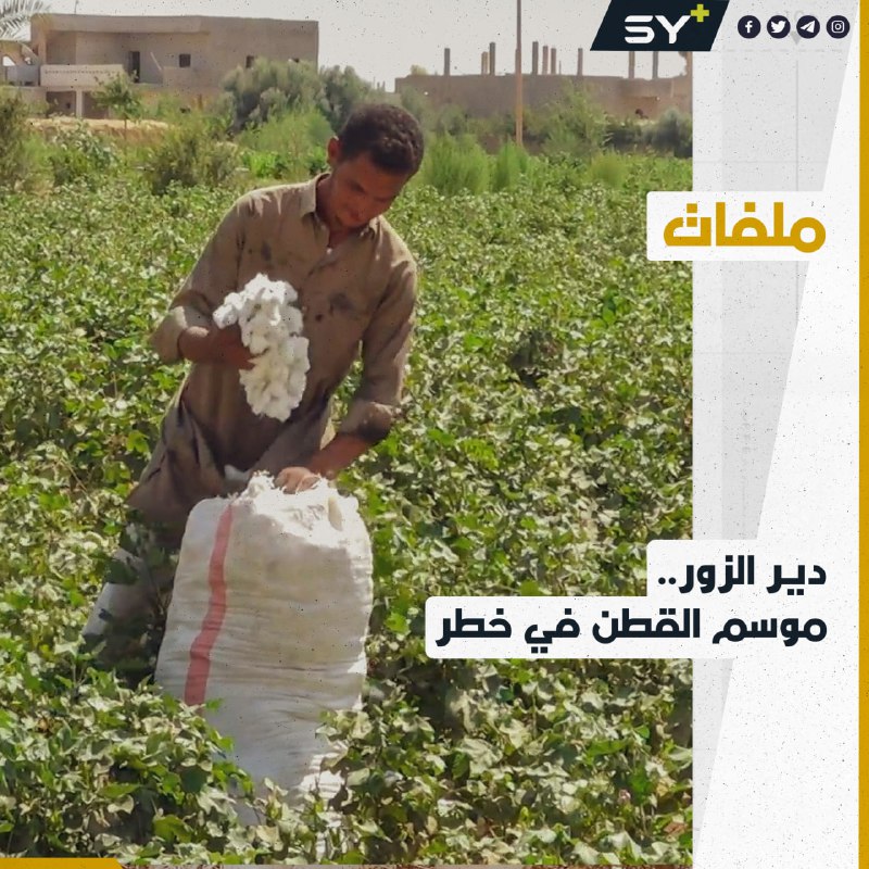 موسم القطن في ريف دير الزور يثير قلق المزارعين بسبب الجفاف والآفات