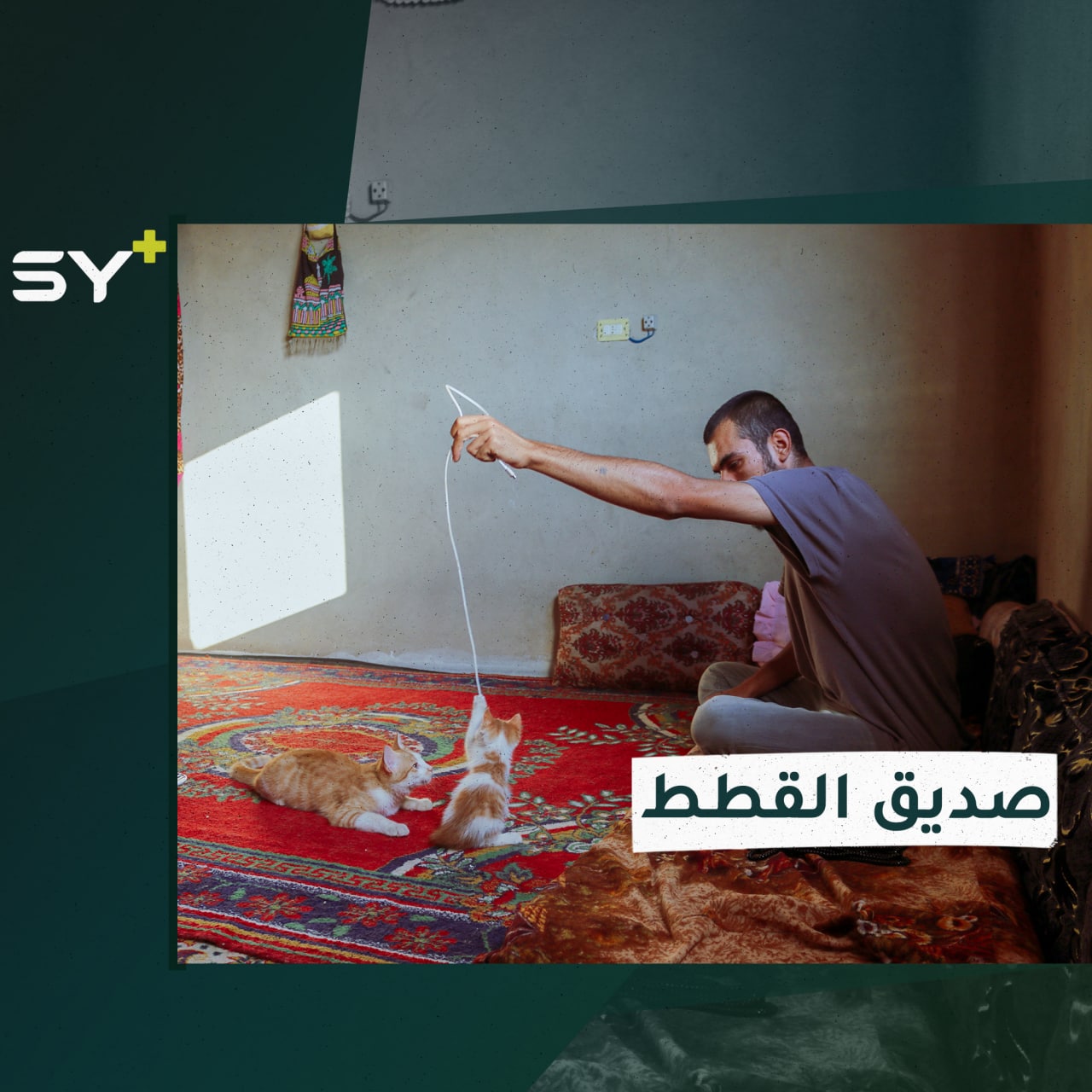 النزوح يحدث على عجل وهلع.. لكن هاني لم ينسَ القطط التي يعتني بها خلفه فأخذها معه إلى مكان نزوحه.. إليكم قصته