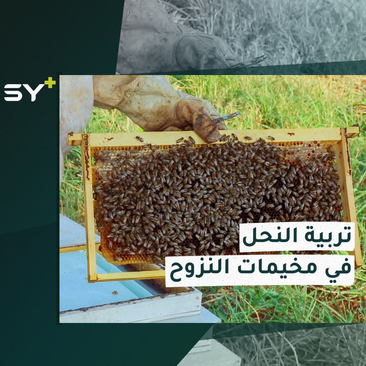 أحمد حياني مدرس يهوى تربية النحل اصطحب معه هذه المهنة إلى مخيمات النزوح