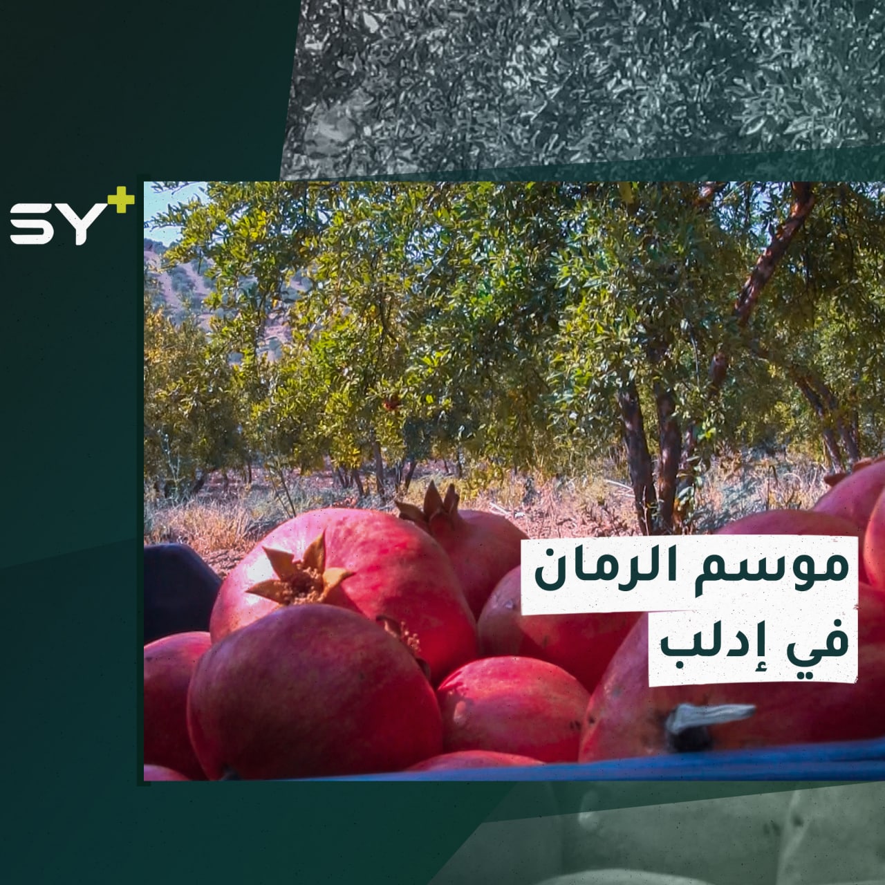 الرمان من أهم العصائر والمحاصيل الزراعية في ريف إدلب.. كيف كان موسم هذا العام؟