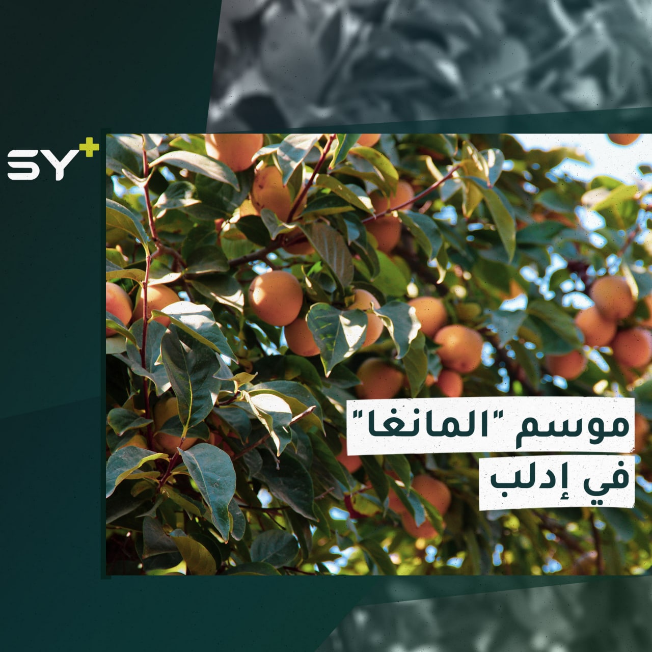 ثمرة (المانغا) من أشهر الفاكهة الشتوية في الشمال السوري.. الصعوبات والتحديات