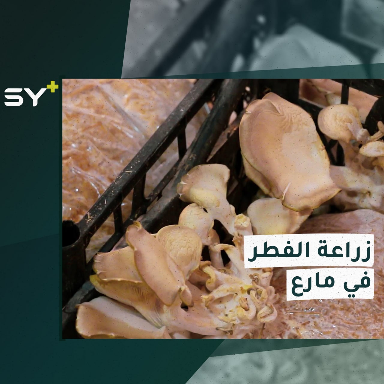 دورة تدريبية لتعليم زراعة الفطر في المنازل بريف حلب الشمالي