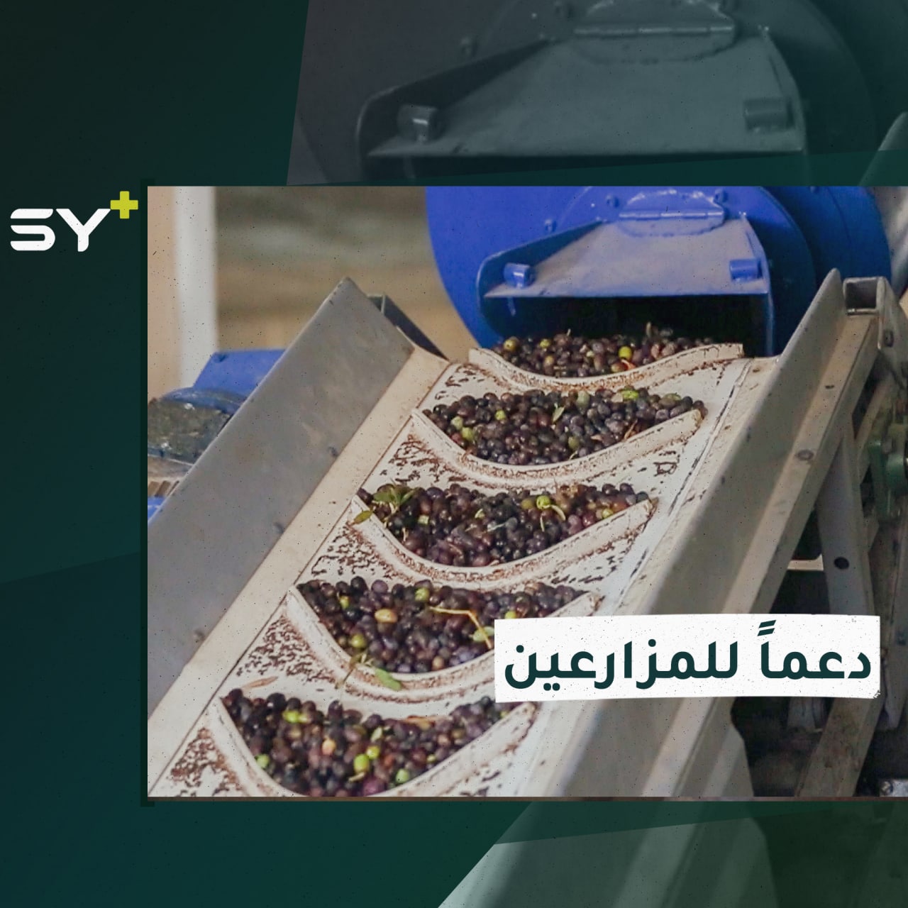 مبادرة لإعفاء المزارعين من إيجار عصر محصول الزيتون في الشمال السوري