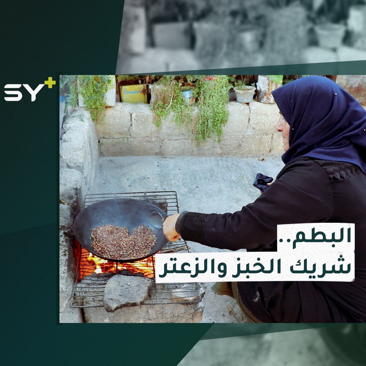 البطم.. شريك الخبز والزعتر شجرة البطم.. خشب متين وثمار تدخل في إعداد أشهر المأكولات الريفية